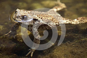 Swimming toad
