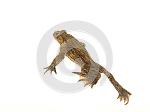 Swimming toad under water