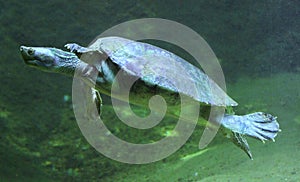 Swimming tortoise