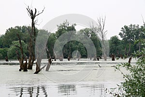 Swimming treas of Tamish river