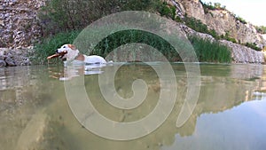 Swimming trick dog with stick in mouth going out from water