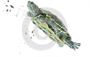 Swimming turtle