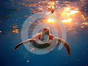 Swimming turtle