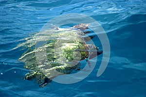 Swimming Turtle photo
