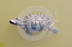 Swimming Turtle