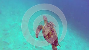 Swimming with a Turtle that comes up for air to breath