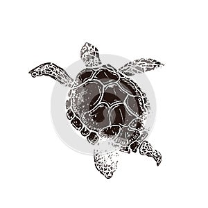 Swimming turtle in linocut retro style isolated on white