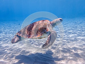 Swimming with turtles Curacao views