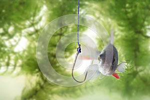 Swimming up to hook perch