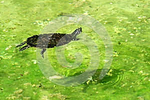 Swimming water turtle