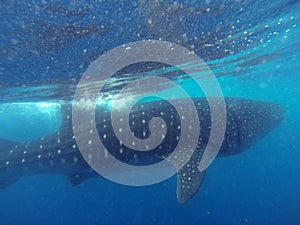 Swimming with Whale Sharks