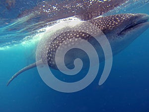 Swimming with Whale Sharks