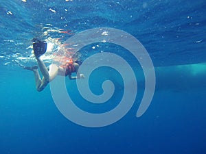 Swimming with Whale Sharks