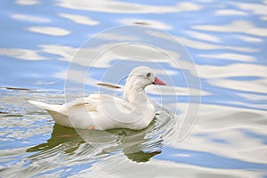 Swimming white duck on sunny day