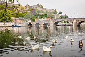 Swimming white and grey geese in Meuse river with Jambes bridge and Citadel of Namur fortress on the hill, Namur, Wallonia,