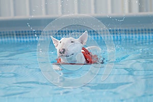 Swimming white mini bull terrier in the pool
