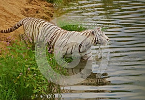 Swimming white tiger