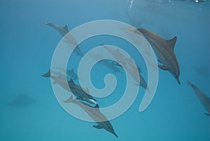 Swimming wild Spinner dolphins.