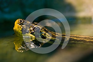 Swimming Yellow anaconda photo