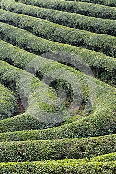 Swindling rows of tea bushes