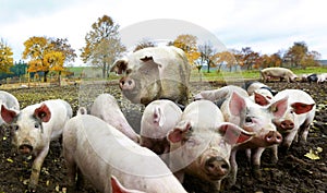 Swine family photo