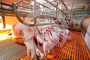 Swine farm with high quality Farming