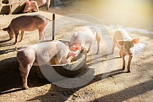 Swine at the farm. Meat industry. Pig farming to meet the growing demand for meat in thailand and international.