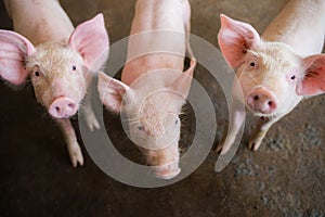 Swine at the farm. Meat industry. Pig farming to meet the growing demand for meat in thailand and international.