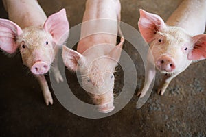 Swine at the farm. Meat industry. Pig farming to meet the growing demand for meat in thailand and international. photo