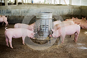 Swine at the farm. Meat industry. Pig farming to meet the growing demand for meat in thailand and international.