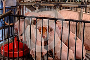 Swine Farm with Mother Pig and Piglets