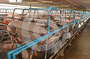 Swine Farm with Mother Pig and Piglets