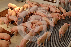 Swine Farm with Mother Pig and Piglets