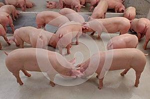 Swine Farm with Mother Pig and Piglets