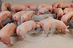 Swine Farm with Mother Pig and Piglets