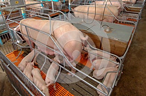 Swine Farm with Mother Pig and Piglets
