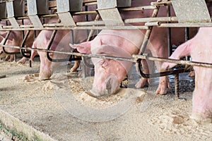 Swine at the farm. Pig industry. Pig farming to meet the growing demand for meat in thailand and international.