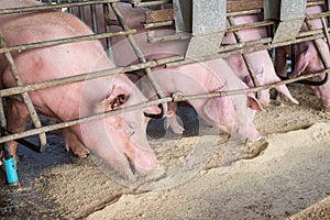 Swine at the farm. Pig industry. Pig farming to meet the growing demand for meat in thailand and international.