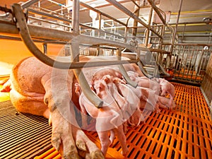 Swine farming - parent swine farm.