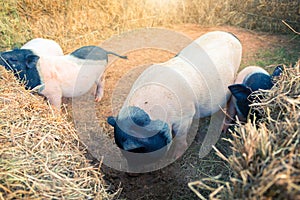 Swine fever concept: Pigs on the farm
