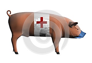 Swine flu photo