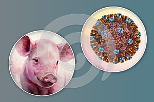 Swine flu, conceptual composite 3D illustration. Influenza virus H3N2 and portrait of a pig