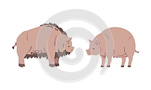 Swine and Hog as Hoofed Mammal and Farm Animal Vector Set