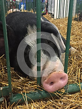 Swine Pig sitting in a cage at a fair waiting to be judged