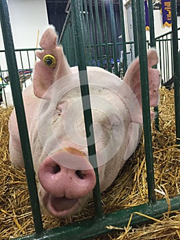 Swine Pig sitting in a cage at a fair waiting to be judged