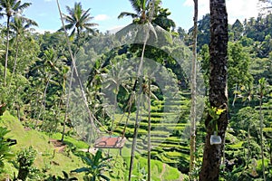 swing at the beautiful rice field Tegallalang, Bali, Indonesia photo