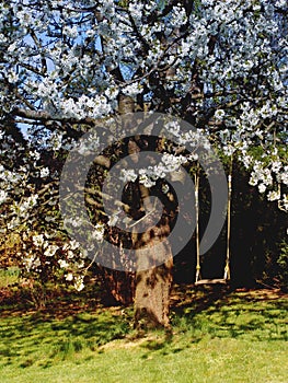 Swing in flowering cherry tree