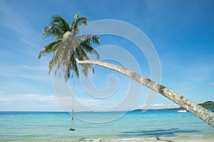 Swing hang from coconut tree over beach