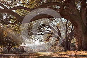 Swing hanging from tree branch