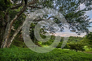 Swing Hangs from a Tree at Sunrise